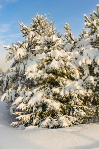 在雪地里的圣诞树