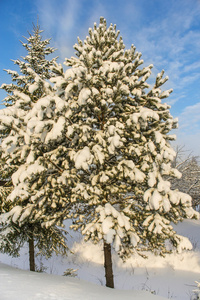 雪中的松树