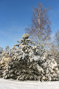 白雪皑皑的冬天风景