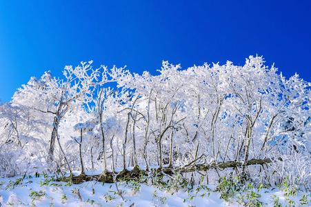 美丽的冬景，树木覆盖着白雪，湛蓝的天空