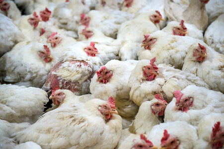 病鸡或鸡的农场，流行，禽流感，健康问题的悲伤