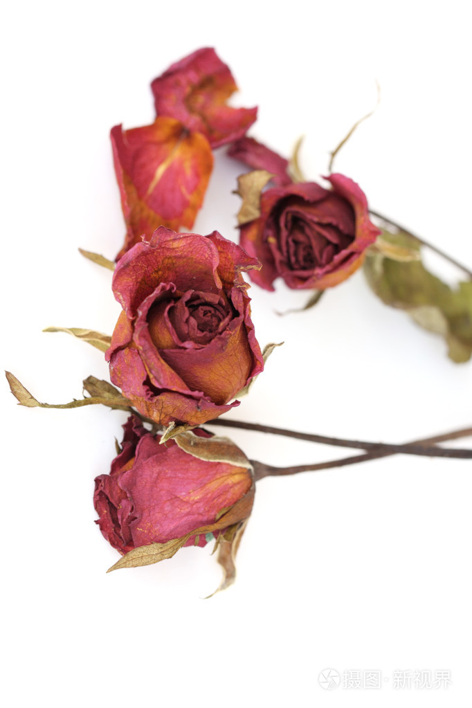 白色背景上的萎缩掉玫瑰