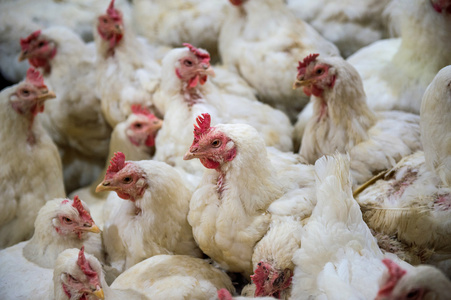 病鸡或鸡的农场，流行，禽流感，健康问题的悲伤