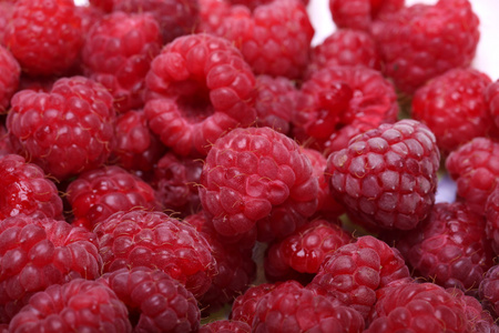美丽的选择新鲜选择成熟的红树莓