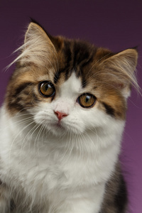 在紫色的特写肖像生气苏格兰直小猫
