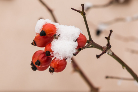 被雪覆盖的红色玫瑰臀部浆果