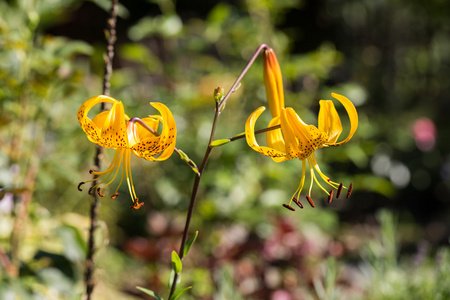 黄色百合花的花园