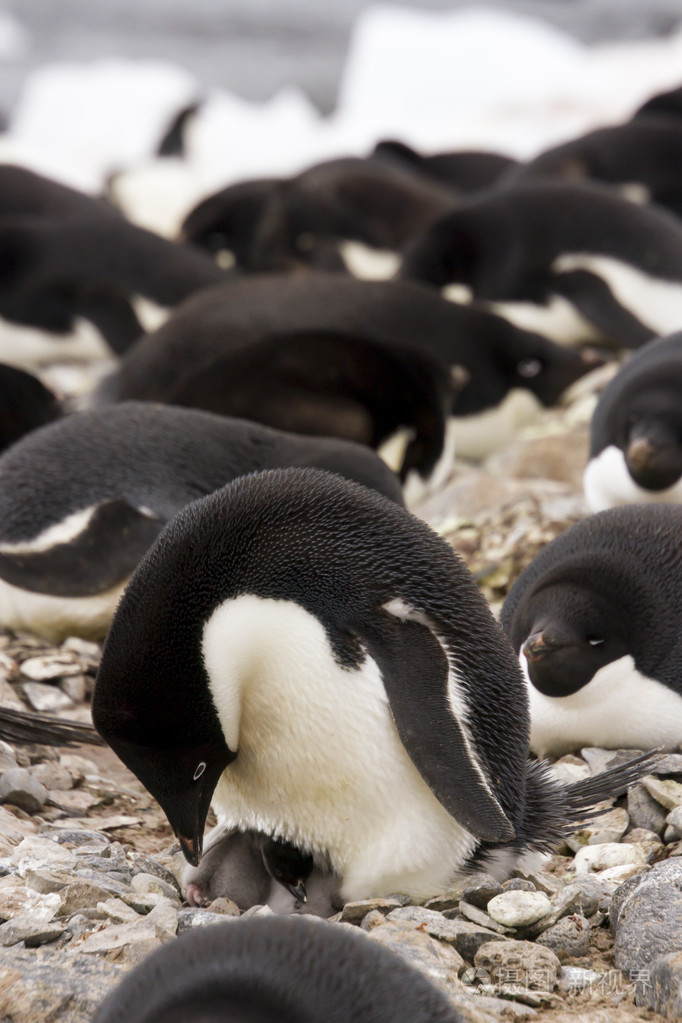 阿德利企鹅孵化照片-正版商用图片1lc8rn-摄图新视界