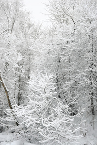 冬季风景与雪覆盖的树木