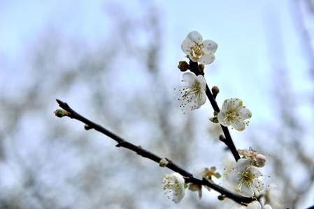 多么美丽的花朵