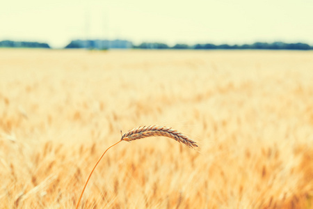 黄金麦田图片-黄金麦田素材-黄金麦田插画-摄图新视界