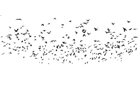 鸟群在白色背景上分离，有剪裁路径