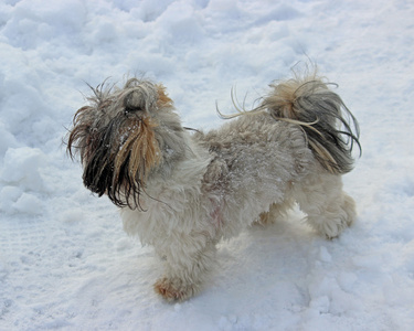 西施狗玩雪