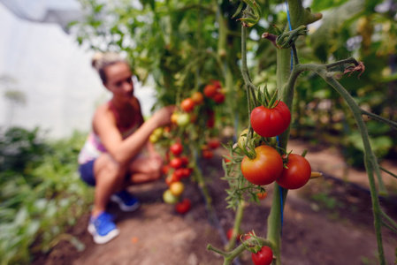 女人采摘新鲜番茄