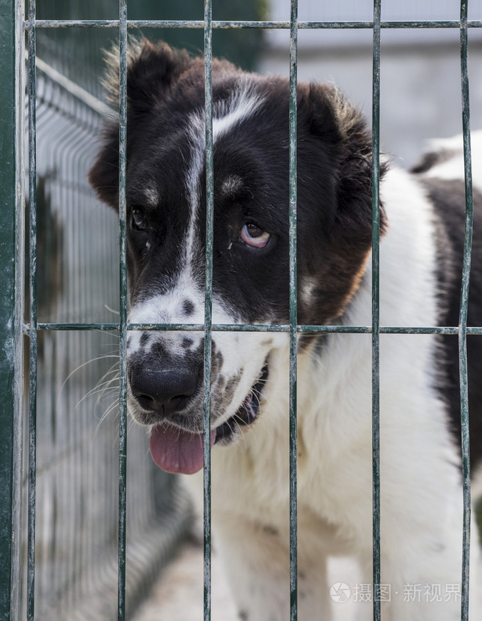 关在笼子里的狗