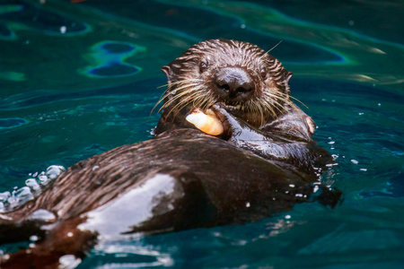 喂养的水獭图片