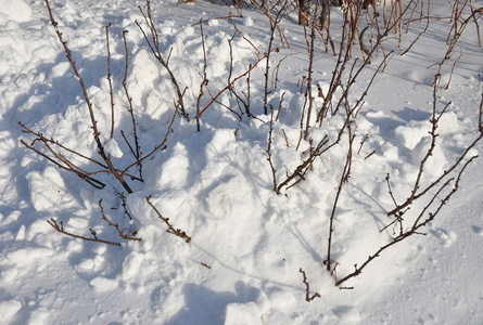 覆盖着雪的粗长灌木，以隔离灌木