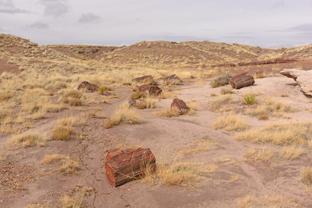 沙漠中石化的日志全景图片