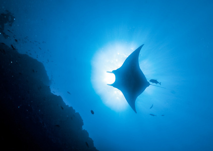 大蝠鲼图片-大蝠鲼素材-大蝠鲼插画-摄图新视界