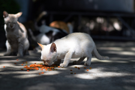 关闭白色无家可归的猫在街上吃饭背景