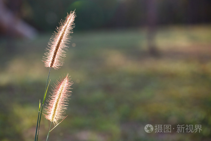 Foxtails 草下阳光 特写的选择性焦点