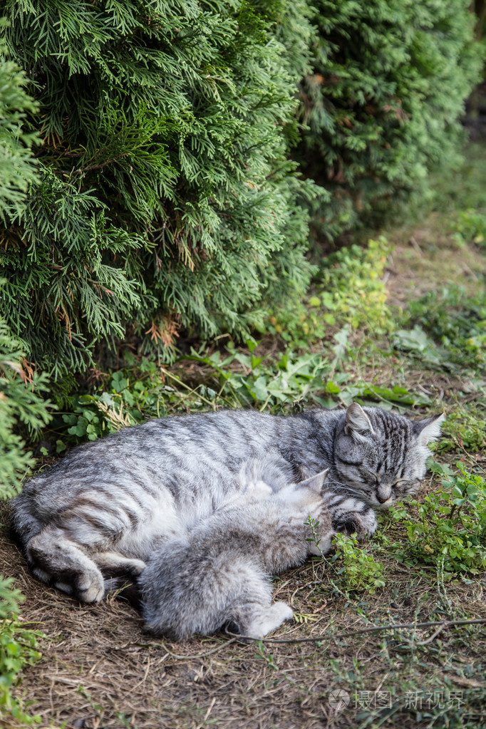 猫喂她的小猫