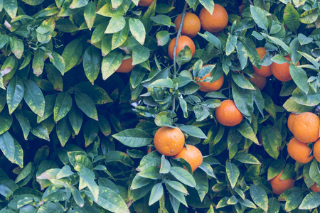分枝具橙色树木的果实