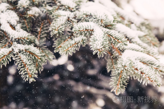 冬季杉木树枝上的积雪