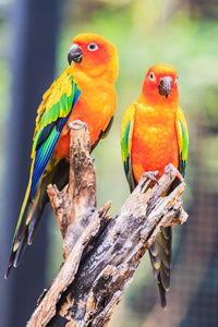 sun conure 鹦鹉