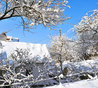 雪覆盖着的树枝