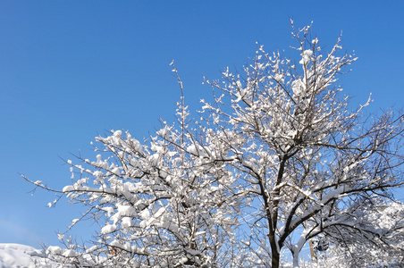 雪覆盖着的树枝