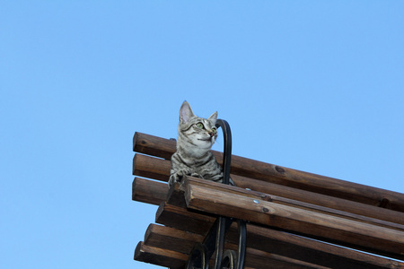 猫达到了一定的高度