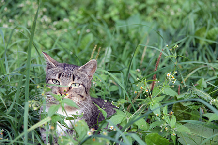 猫在埋伏