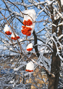 雪下的山灰果实