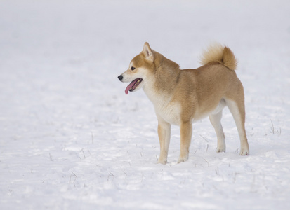 shiba inu 狗在雪上