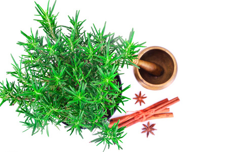 龙蒿香料图片