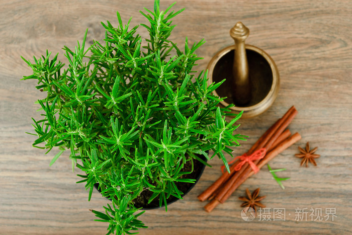 新鲜的龙蒿香料孤立在木头上