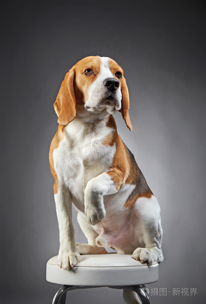 比格犬的肖像