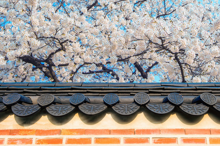 樱花与屋顶的寺庙在春天