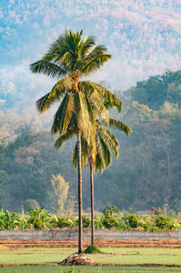农村与椰子树和山的视图