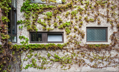 天然绿色爬树, 植物墙壁与窗口