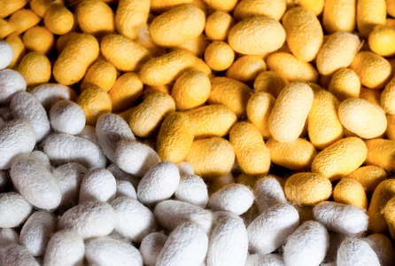 蚕茧背景,白色和黄色颜色丝虫照片