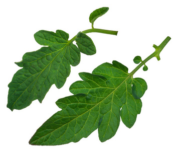 番茄叶片图片