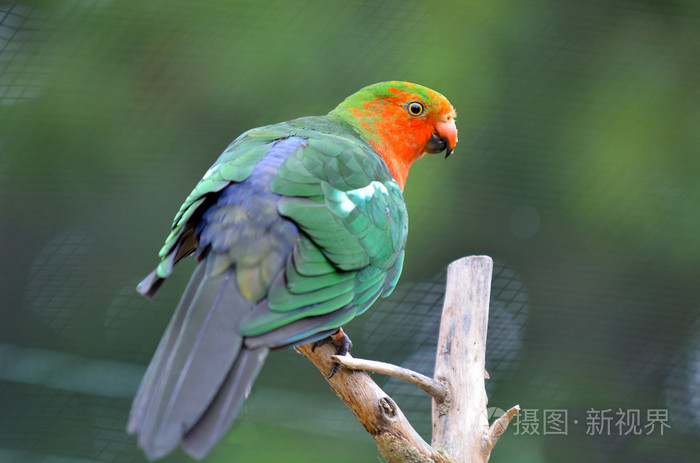 男性的澳洲国王鹦鹉坐在一棵树上