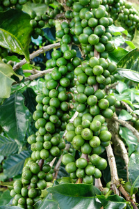 茎绿色咖啡豆