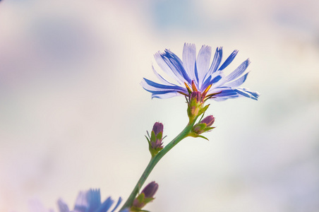 菊苣花，小景深的宏观形象