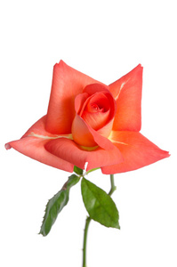 孤立在白色背景上的美丽新鲜粉红玫瑰