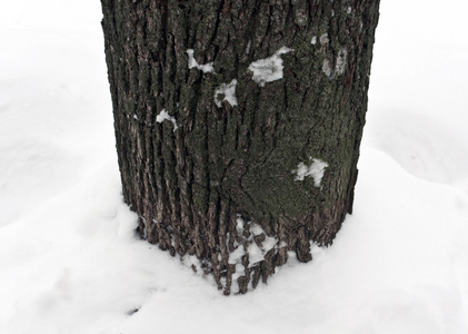 雪中的树