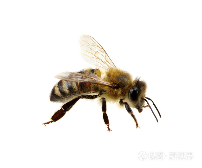在白色的蜜蜂