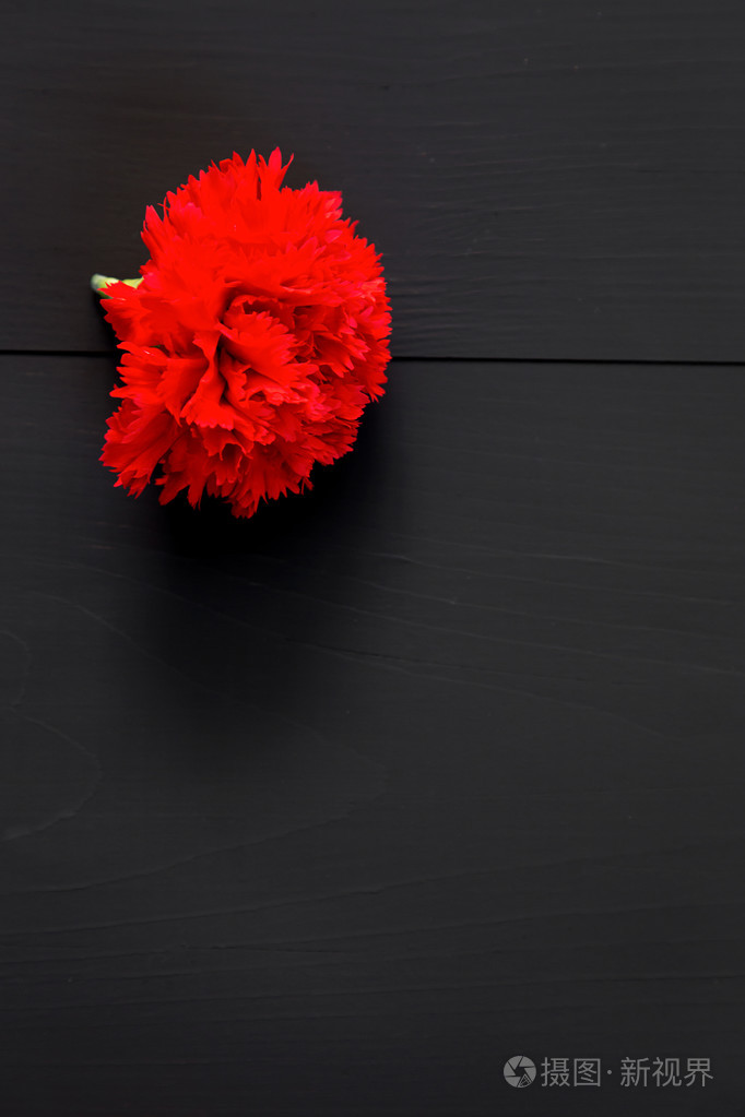 几个红色的康乃馨在黑色背景上的静物